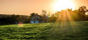 Grassy yard at sunset