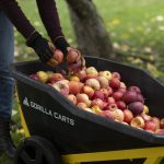 close up of GCR-7 filled with apples